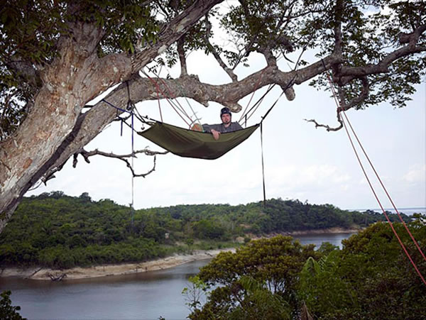hammock tree